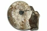 Fossil Ammonite (Rhaeboceras) - Bearpaw Shale, Montana #354619-1
